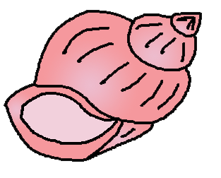 313x252 Beach Shell Cliparts 178540