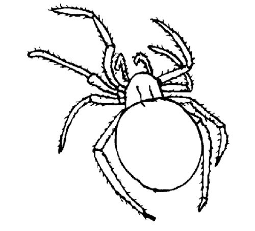 Cartoon Spiders Images | Free download on ClipArtMag