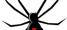 272x125 Aliexpress Buy Creative Cartoon Black Spider Wall Sticker