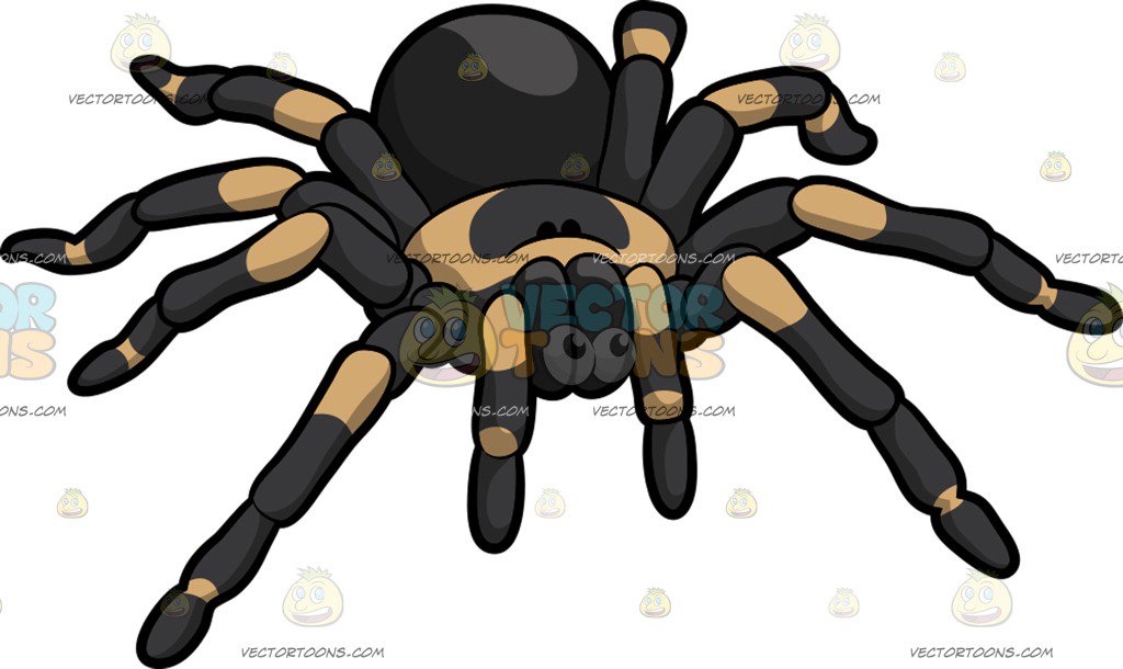 1024x610 A Tarantula Spider Cartoon Clipart