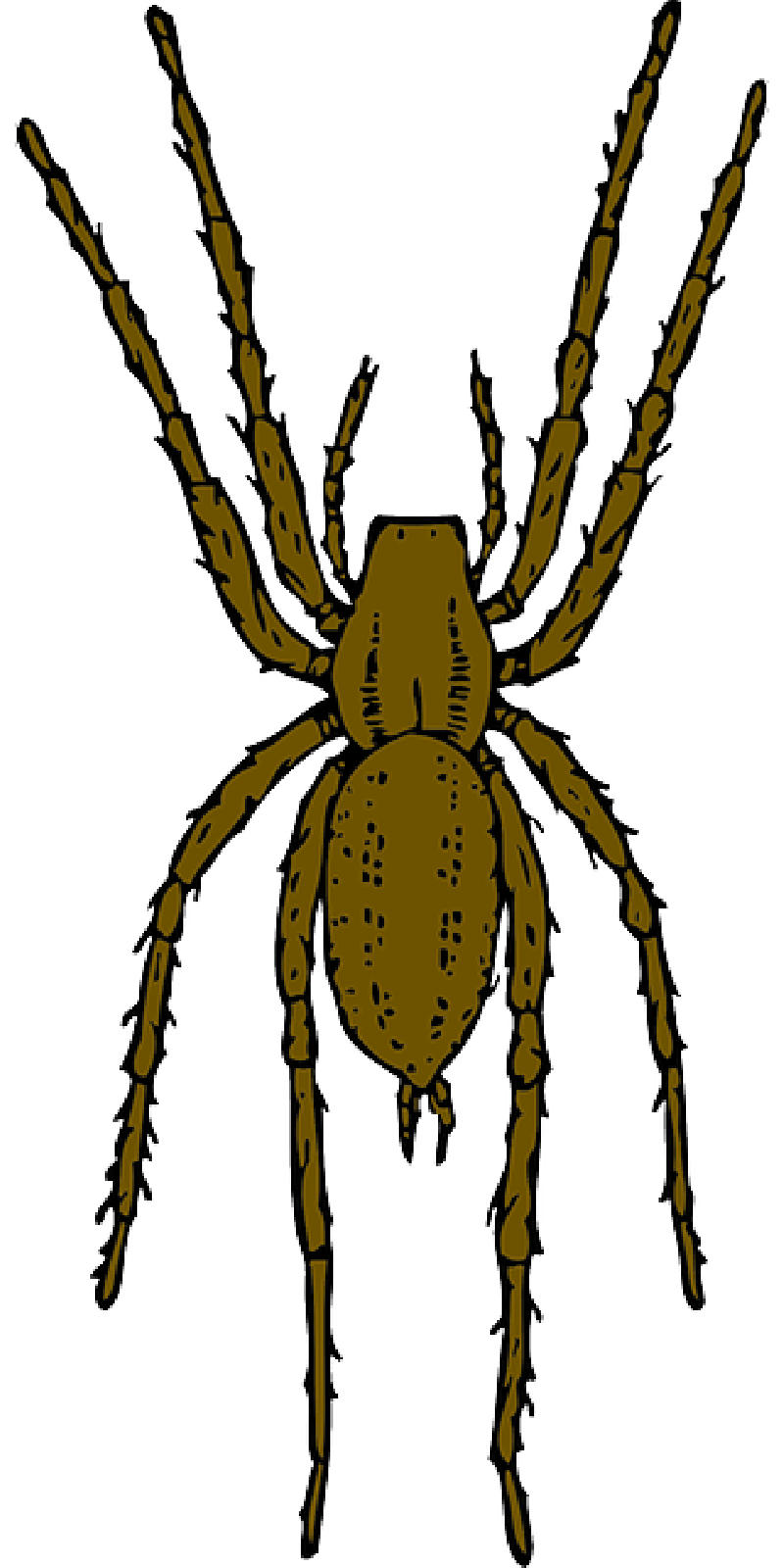 800x1600 Brown, Cartoon, Spider, Bug, Insect, Spiders, Leap