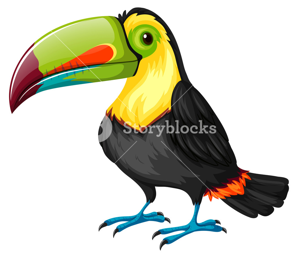 1000x866 Toucan Bird On White Background Royalty Free Stock Image
