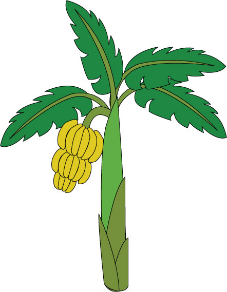 442x569 Banana Tree Cliparts