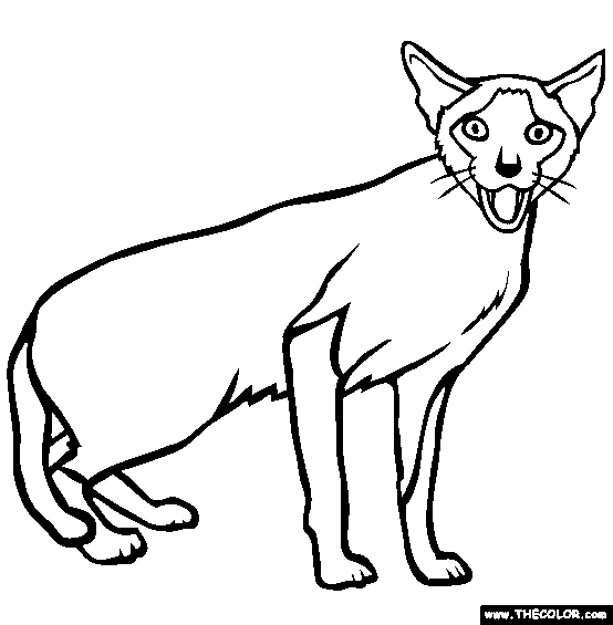 Cat Coloring Pages | Free download on ClipArtMag