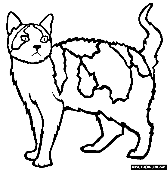 555x566 American Wirehair Cat Online Coloring Page