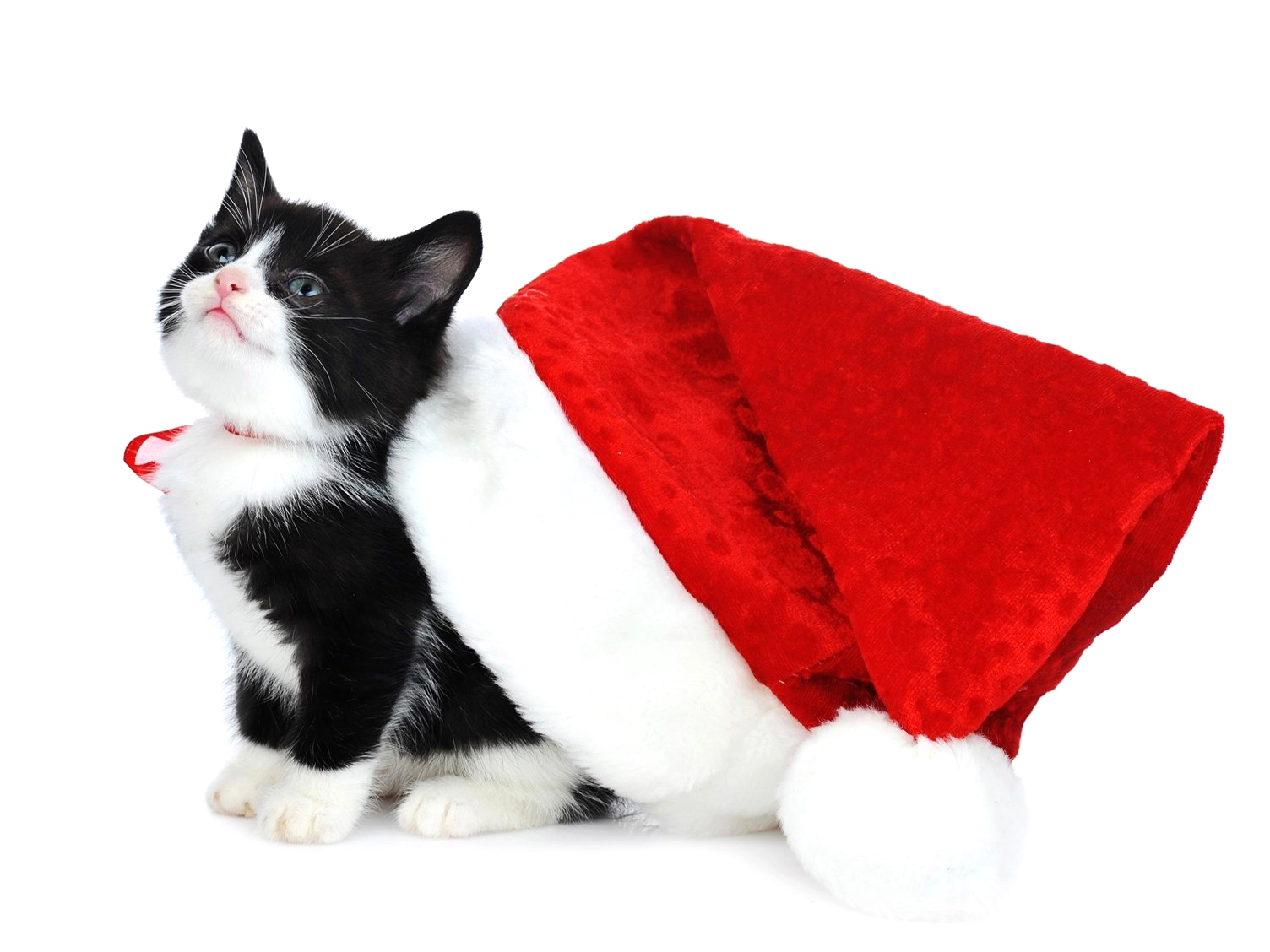 1504x1128 Cat, Under, Christmas, Tree, Hd Cat Wallpapers, Kittens