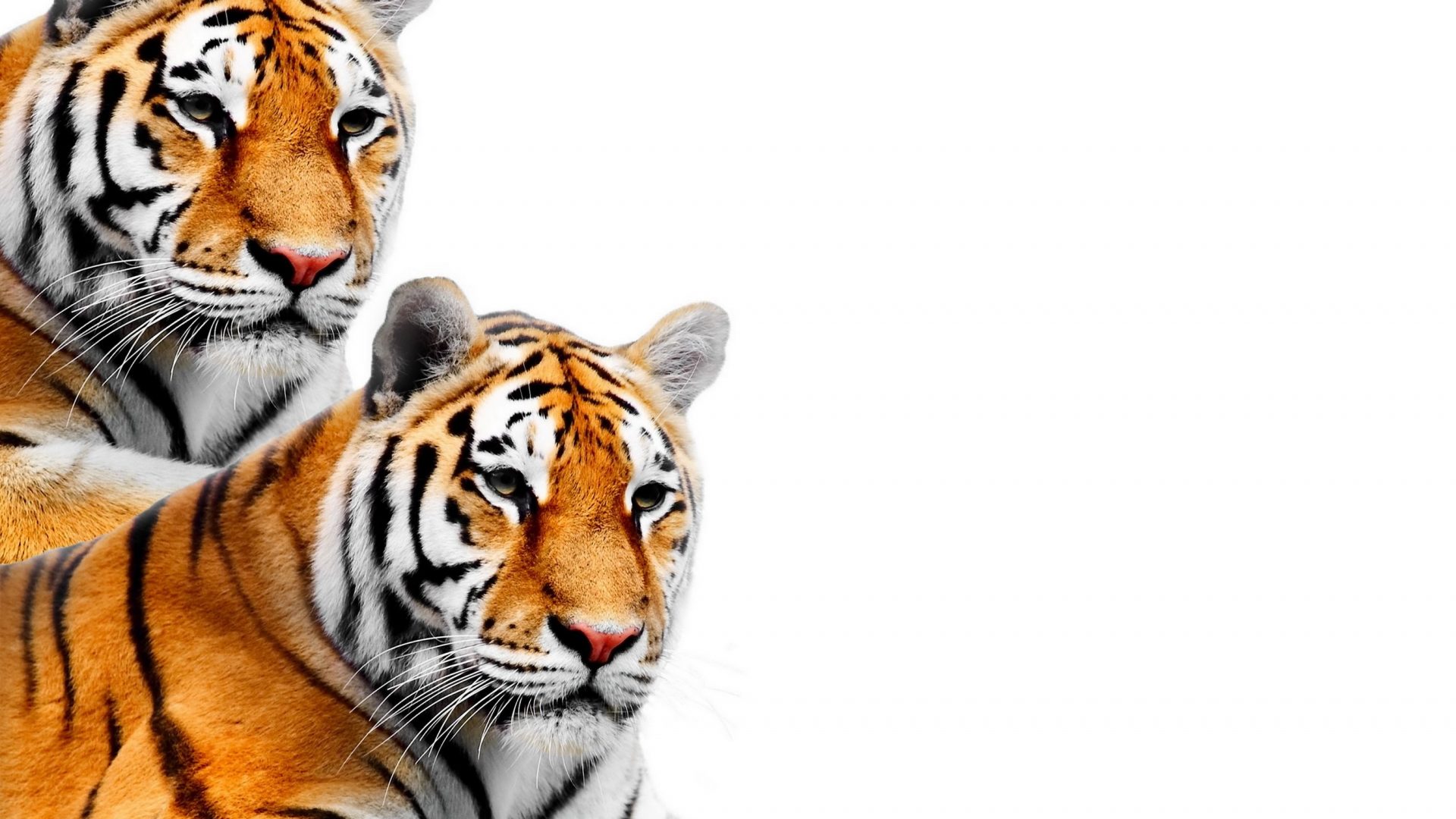 1920x1080 Cats Wallpapers Page 4 Two Tigers Big Cats Tiger Animals Cat