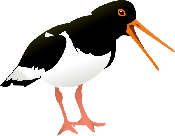 600x465 Oyster Catcher Bird Clip Art Free Vector In Open Office Drawing