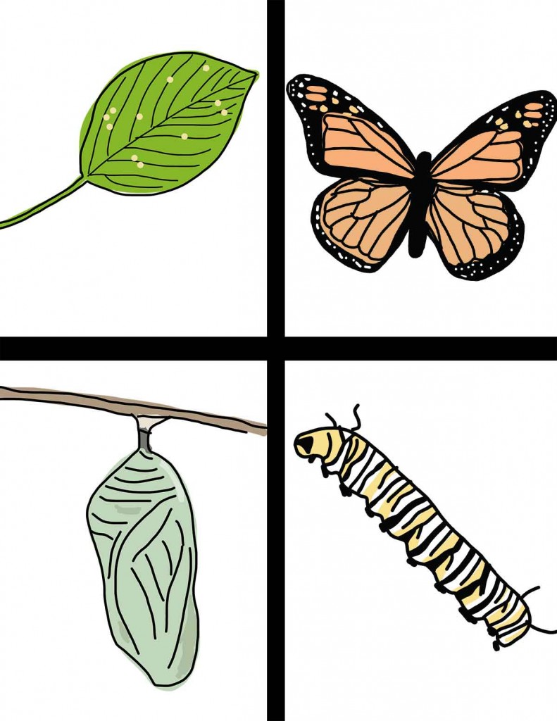 791x1024 Caterpillar To Butterfly Cycle Clipart
