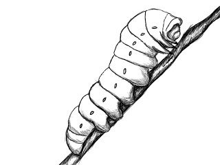 320x240 Best Caterpillar Tattoo Ideas Alice