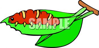 350x171 Royalty Free Clip Art Image Caterpillar Eating A Leaf