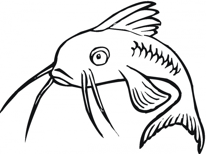 700x522 Free Catfish Clipart