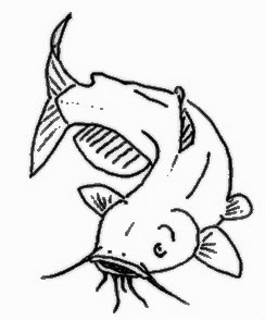 244x294 Catfish Aquarium Wiki Fandom Powered By Wikia