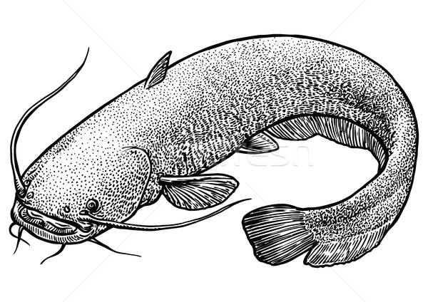 600x424 Jeneses Imre (Jenesesimre)