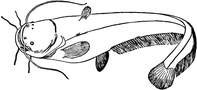640x293 Wels Catfish Clipart Etc