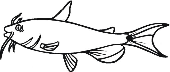 700x298 Catfish Drawing