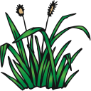 128x128 Cattail Clipart
