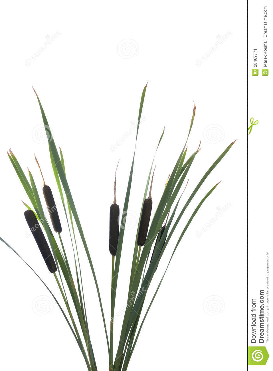 957x1300 Cattail Family Clipart