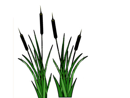 432x324 Cattails In Pond Clip Art Cliparts
