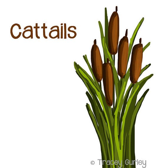 570x570 Pond Clipart Cattail