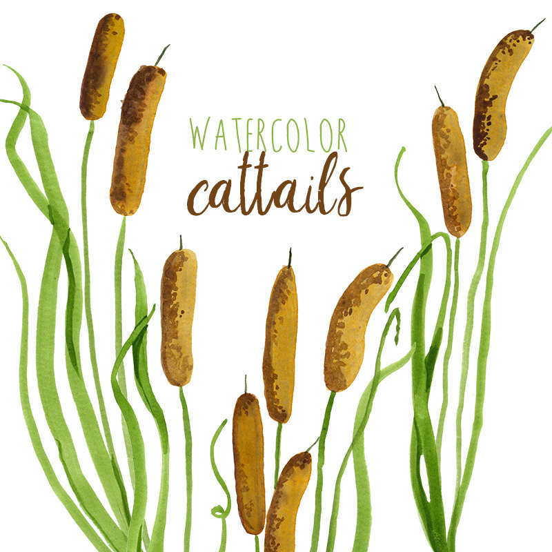 800x800 Scenery Clipart Cattail