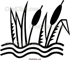 300x257 Cat Tail Plant Clip Art