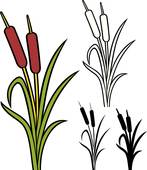 147x170 Cattails Clip Art