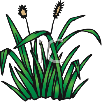 350x350 Royalty Free Cattail Clip Art, Plant Clipart