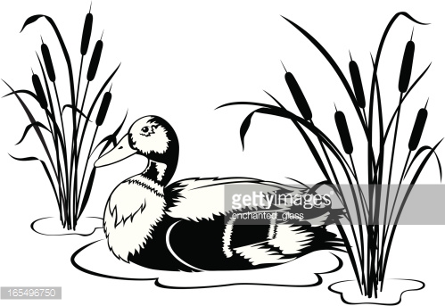 499x343 Wood Duck Clipart Cattails