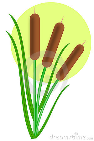 300x450 Cattail Clipart Many Interesting Cliparts