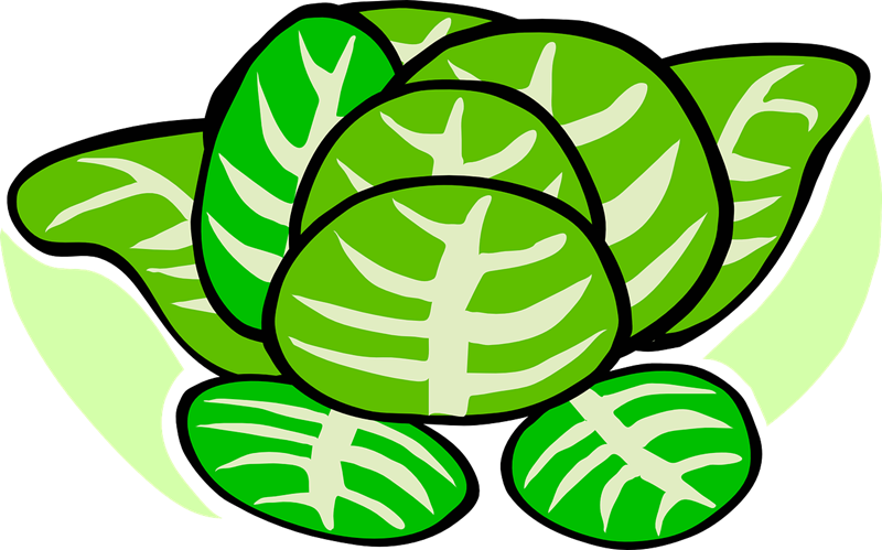 800x499 Cauliflower Clipart Sayuran