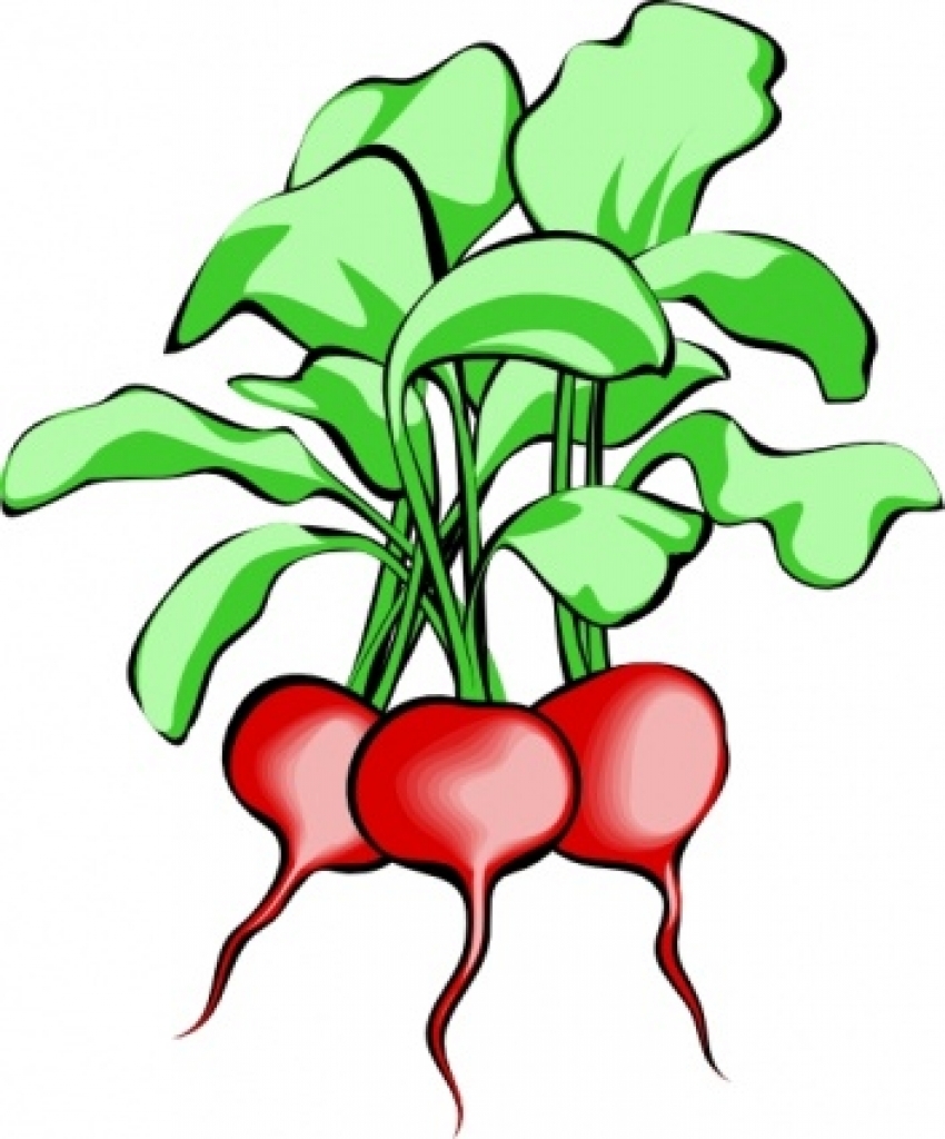 850x1024 Root Celery Clipart