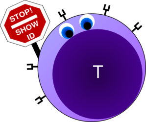 298x249 Naive T Cell Clip Art