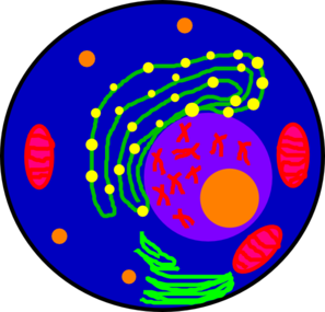297x285 The Cell Clip Art