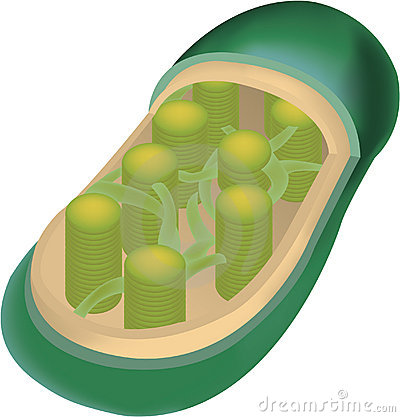 400x417 Top 95 Plant Cell Clip Art