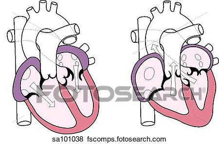 450x296 Stock Illustration Of Two Cross Sections Of The Heart, Side By