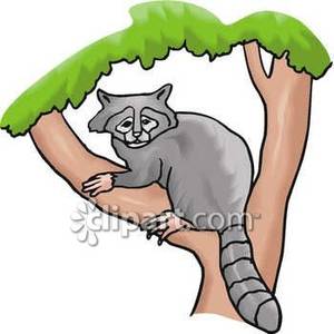 300x300 Racoons On A Tree Clipart