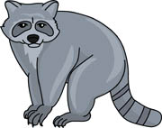 180x142 Clipart Racoon