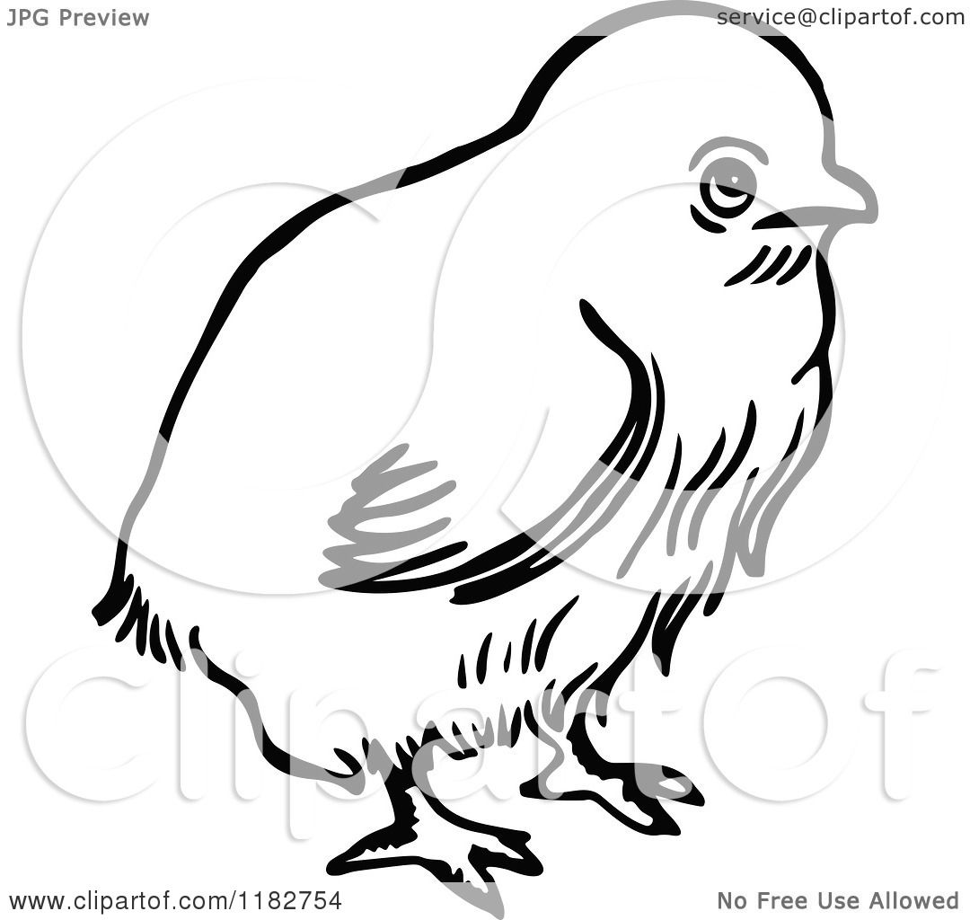 1080x1024 Clipart Of A Black And White Chick