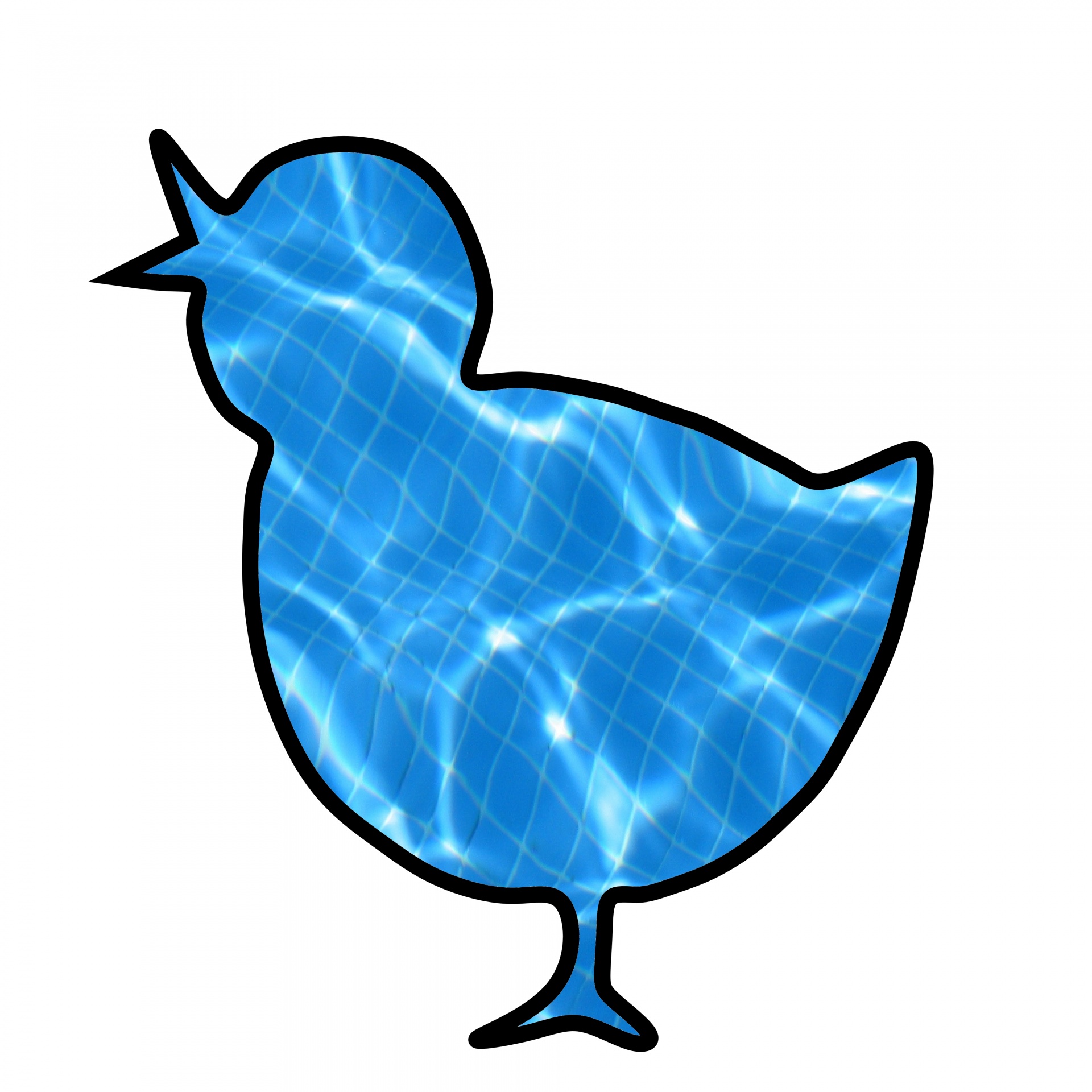 1920x1920 Blue Chick Free Stock Photo