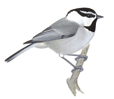 386x335 Black Capped Chickadees Bird Clip Art Cliparts