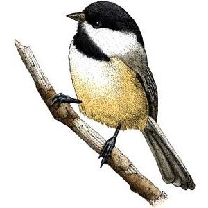 300x300 Chickadee Clipart