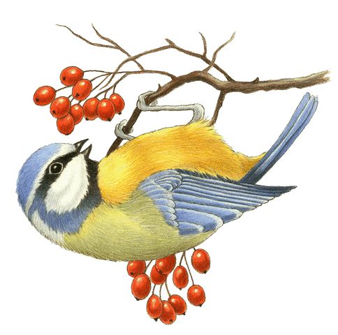 484x480 7 Best Scrapbooking Images Beautiful Images