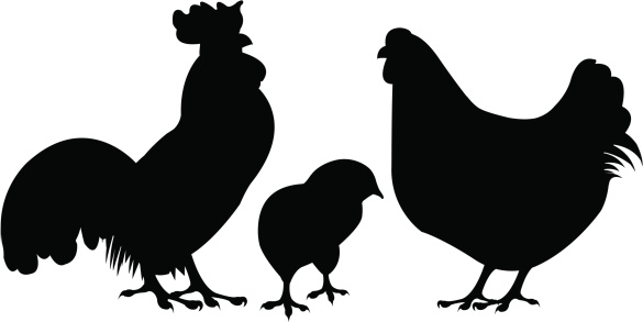585x293 Chicken Silhouette Clip Art