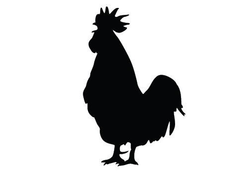 500x350 Chicken Silhouette Vector Download Silhouette Graphics