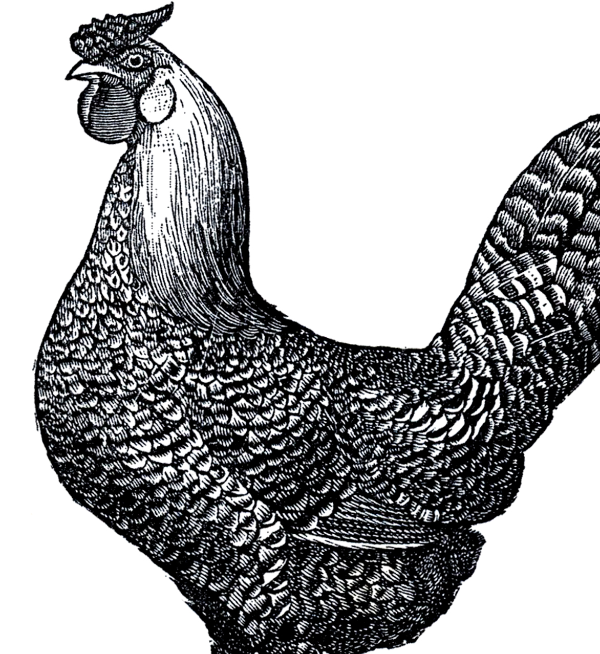 1172x1278 Public Domain Chicken Image!