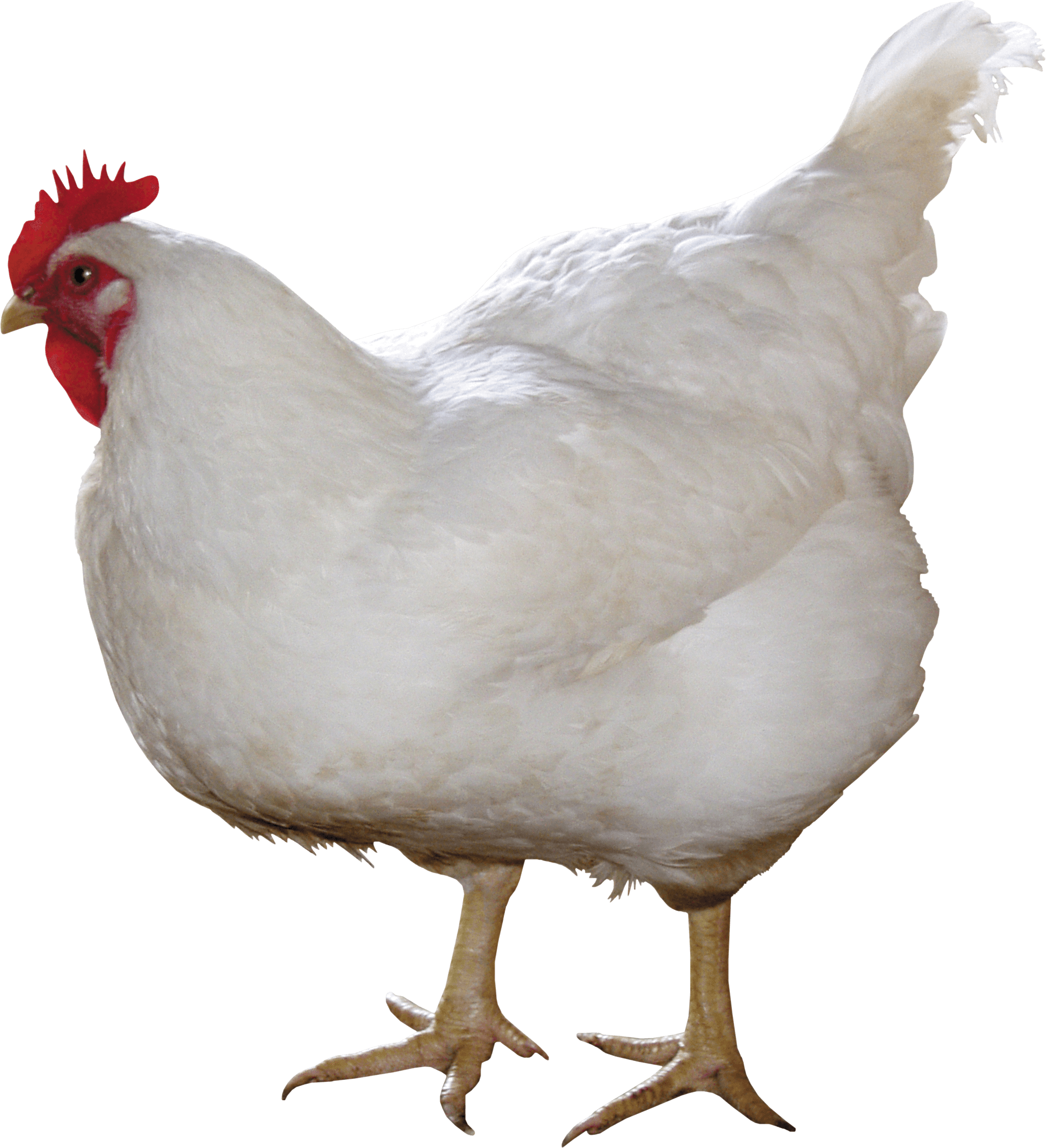 2055x2256 Download Chicken Free Png Photo Images And Clipart Freepngimg