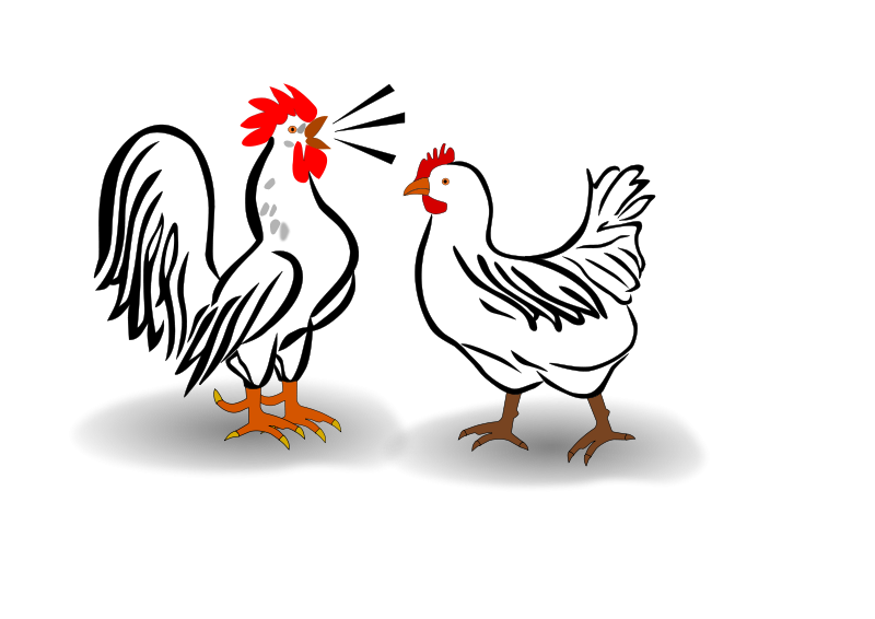 800x566 Free Clipart Rooster And Chicken Helm42