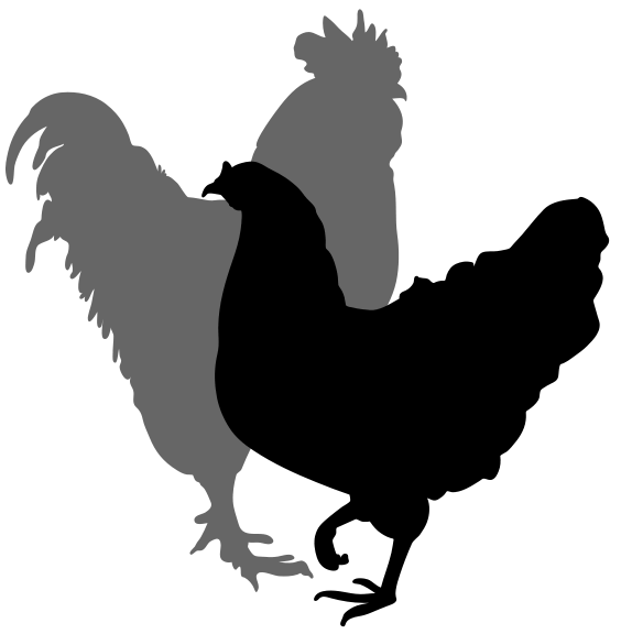 564x576 Chicken Shadow Cliparts 189087