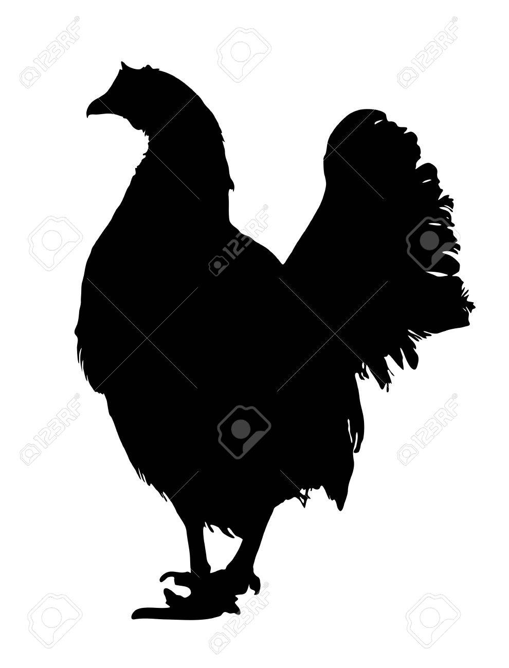 990x1300 Vector Graphic Outline Of An Old English Chicken. Royalty Free